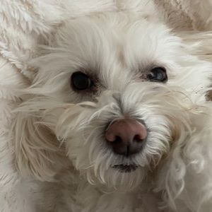 Meet your Posher, Sherry-lee